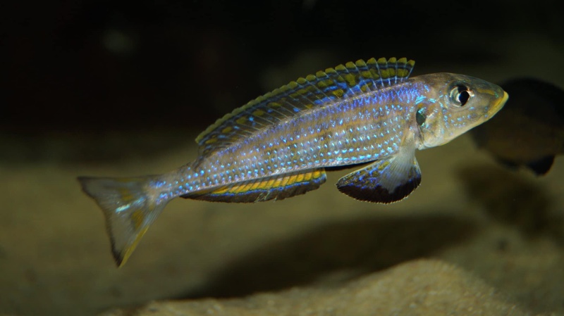 Enantiopus sp. 'kilesa'